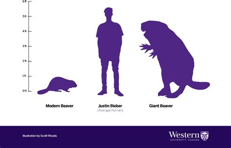 beaver size comparison.